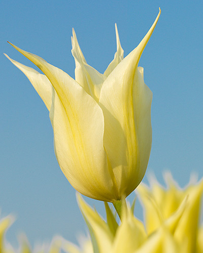 Tulipán ľaliokvetý Johan Cruyff 11/12, 100 ks